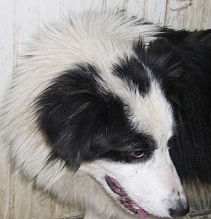 Molly