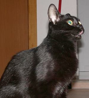 Nera