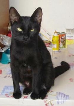 Nera