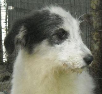 Nica