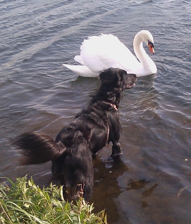 Paulina und der Schwan