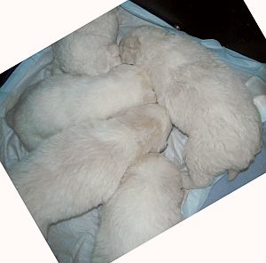 Pecorinis
