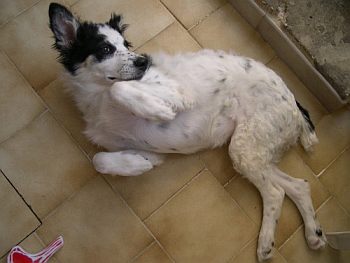 Pepita