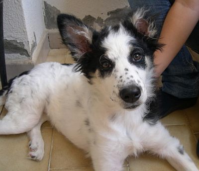 Pepita