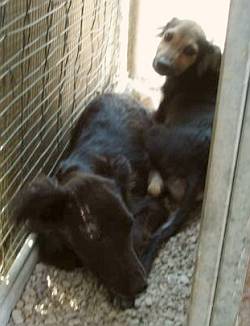 Beide Flederm&auml;use zusammen