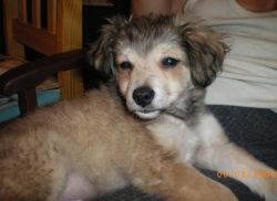 Samson