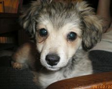 Samson