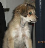 Samson