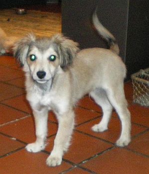 Samson