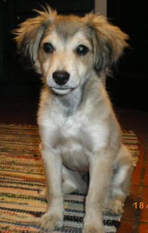 Samson