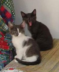 Sissy und Geschwister