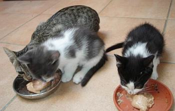 Sissy und Geschwister