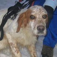 Stella