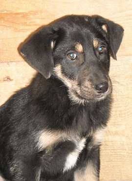Velina