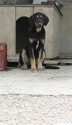 Velina