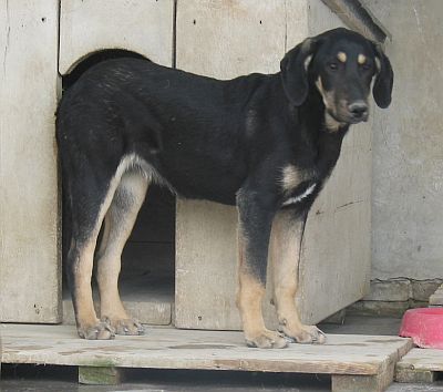 Velina