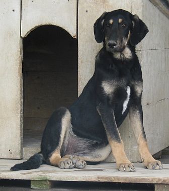 Velina