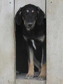 Velina