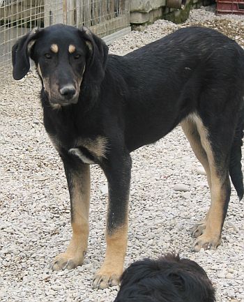 Velina