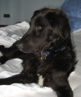 Vincenzo
