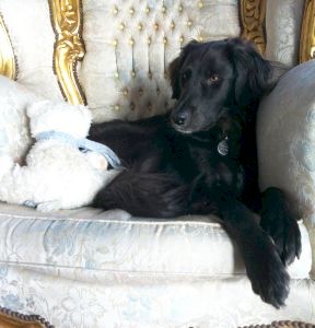 Vincenzo