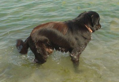 Vittorio