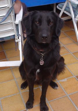 Vittorio