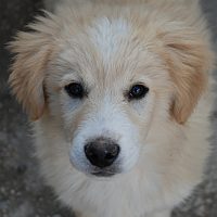 Alan