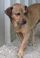 Alberino