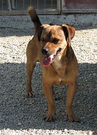 Alberino