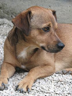 Alberino