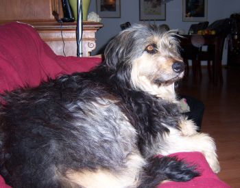Barbi