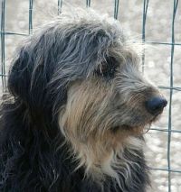 Barbi