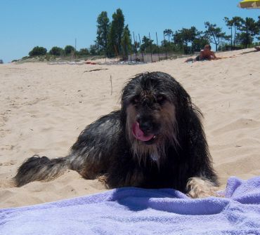 Barbi