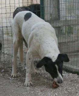 Bernolo