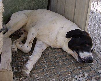 Bernolo