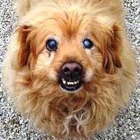 Chinchi