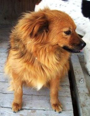 Chinchi