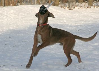 Toben im Schnee