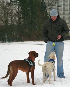 Toben im Schnee