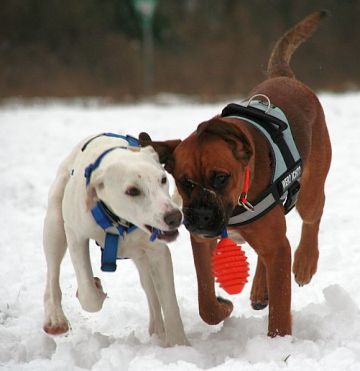 Toben im Schnee