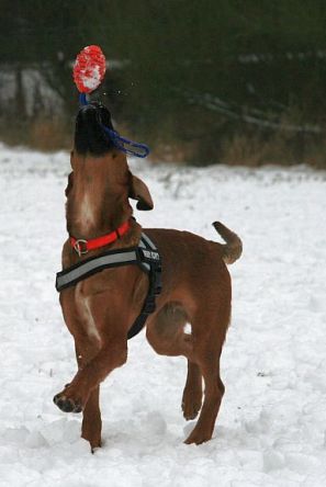 Toben im Schnee