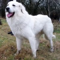 Gaston