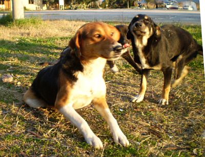 Gezgin mit G&uuml;cl&uuml;