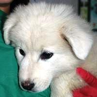 Greta