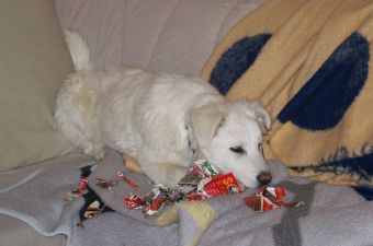 Greta