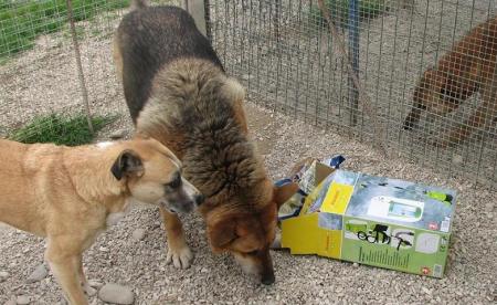 Lupo und Scorbieta