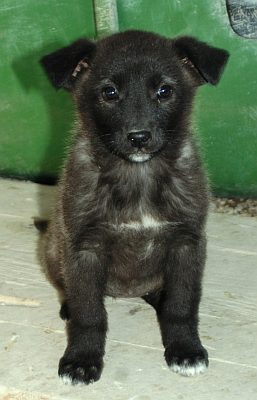 Mara