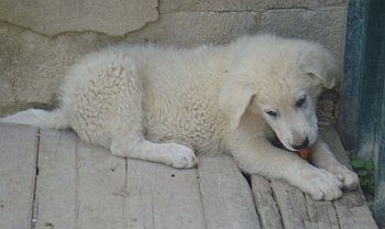 Monroe