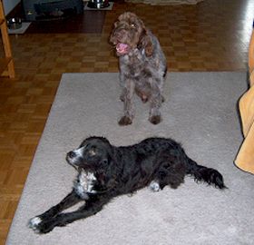 Momo und Dago